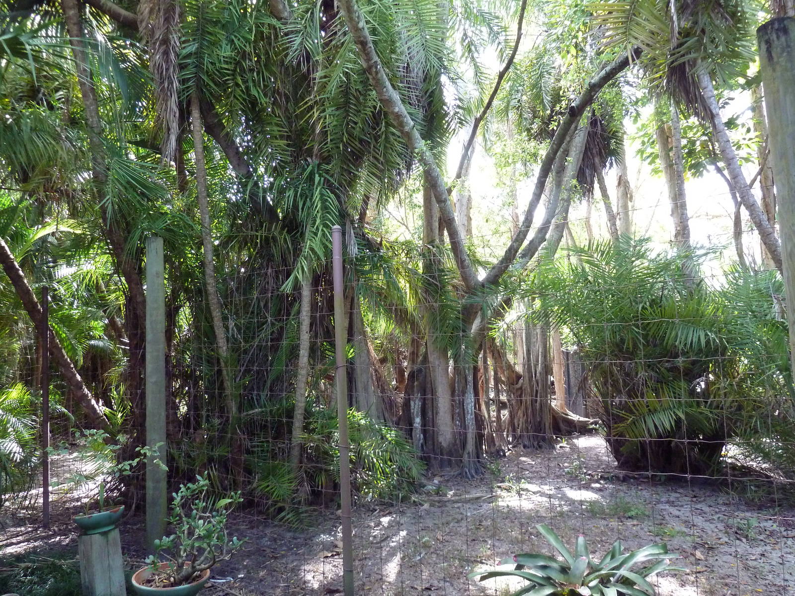 Red-Crowned Crane Exhibit
