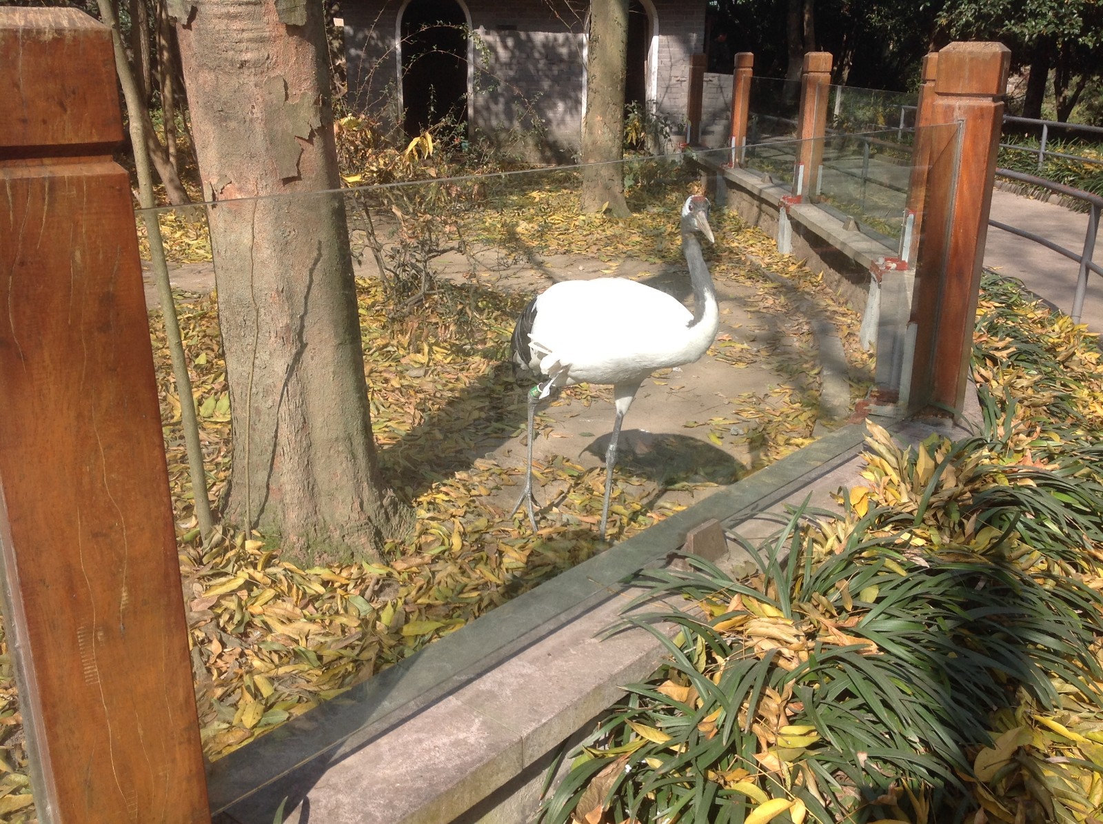 Red-crowned crane exhibit