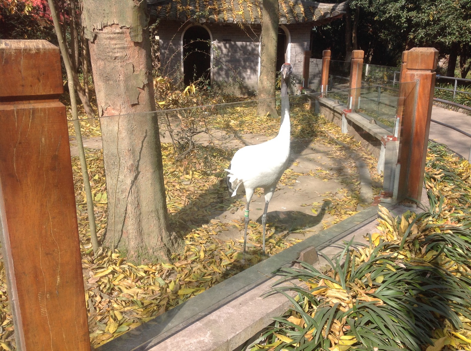 Red-crowned crane exhibit