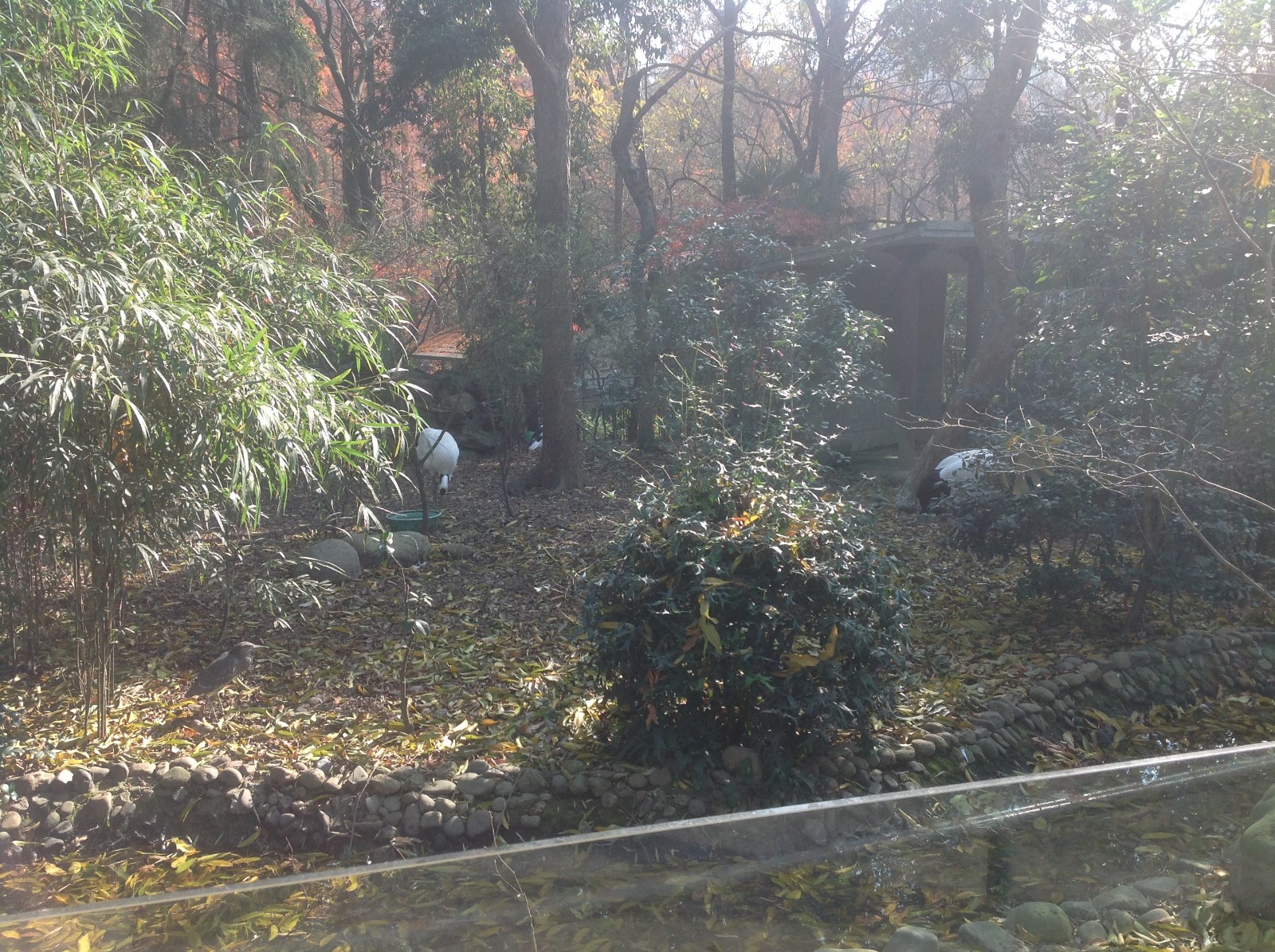 Red-crowned crane exhibit
