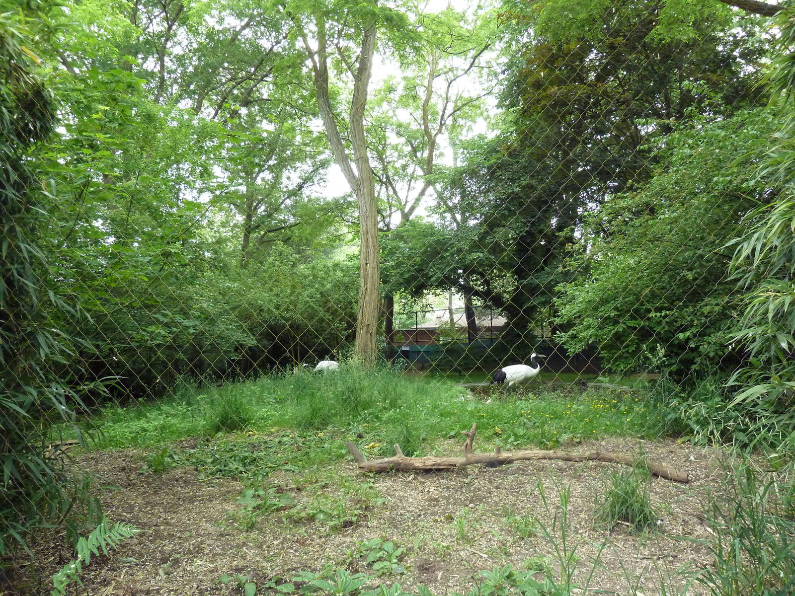Red-Crowned Crane Exhibit