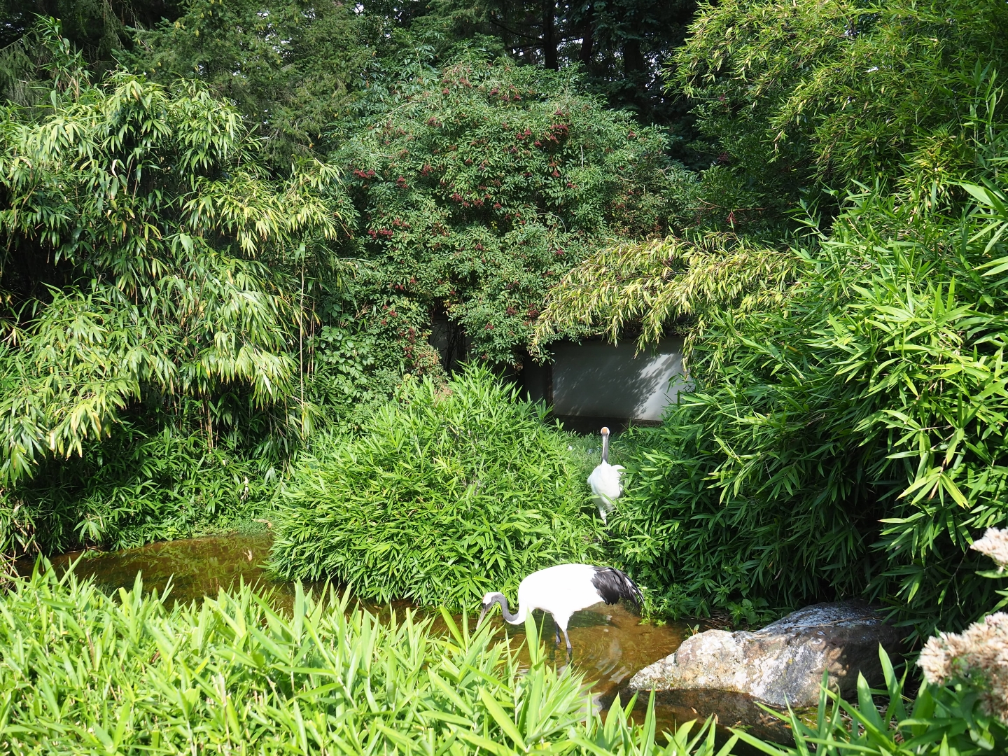 Red-crowned crane exhibit