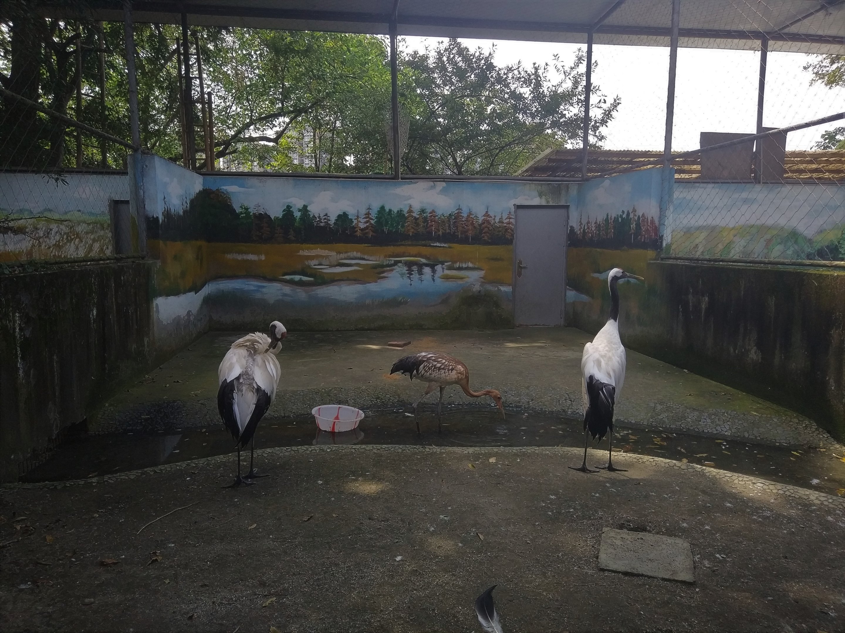 Red-crowned Crane Exhibit