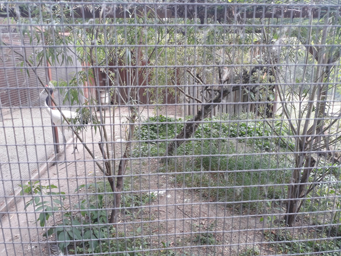 Red-crowned crane exhibit