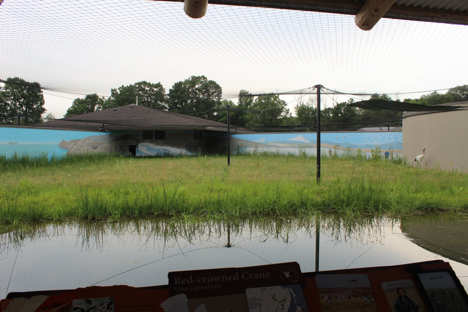 Red Crowned Crane Exhibit