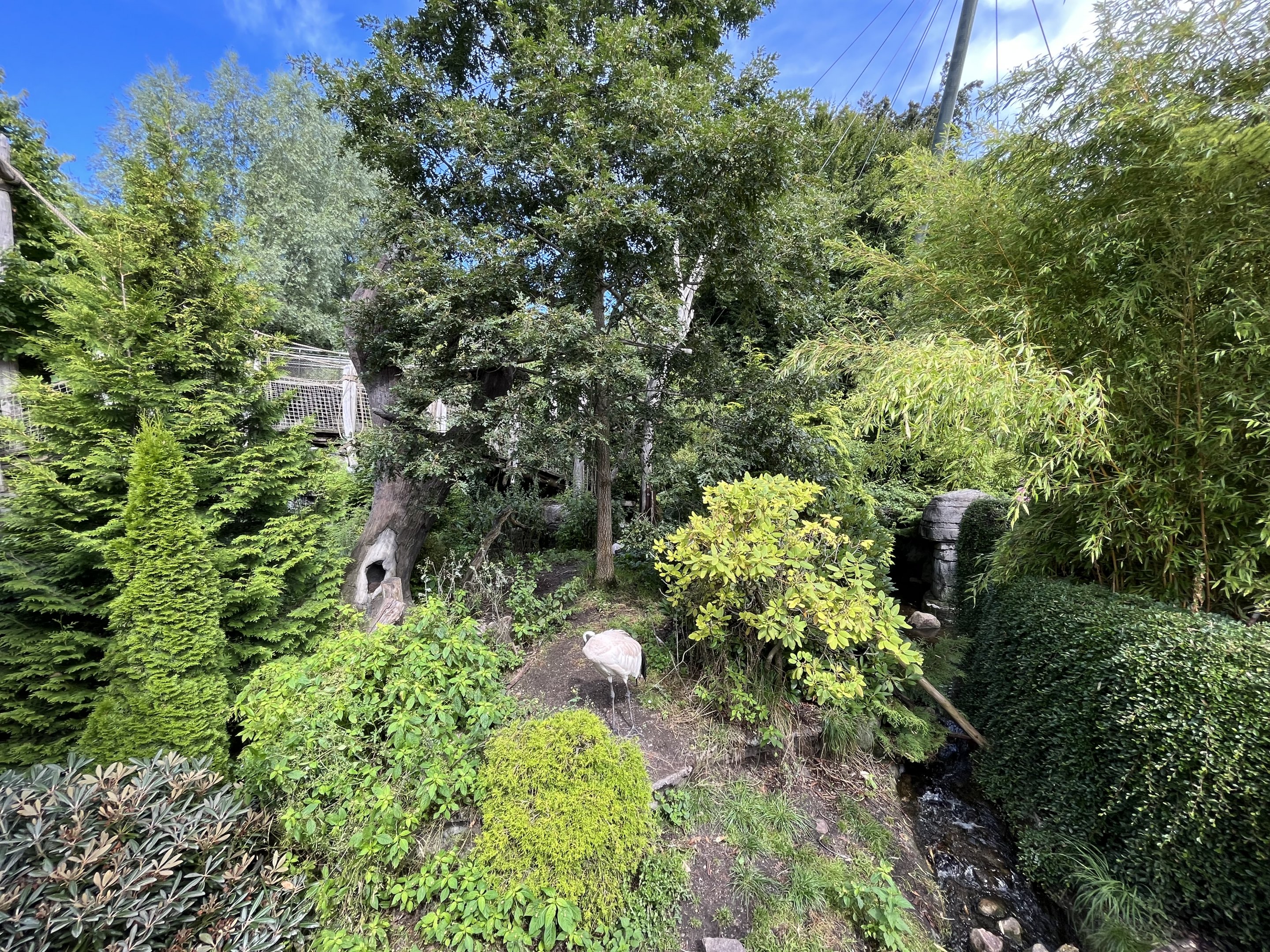 Red-crowned Crane Exhibit