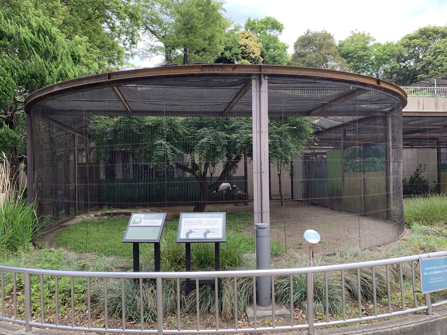 Red-crowned Crane Exhibit