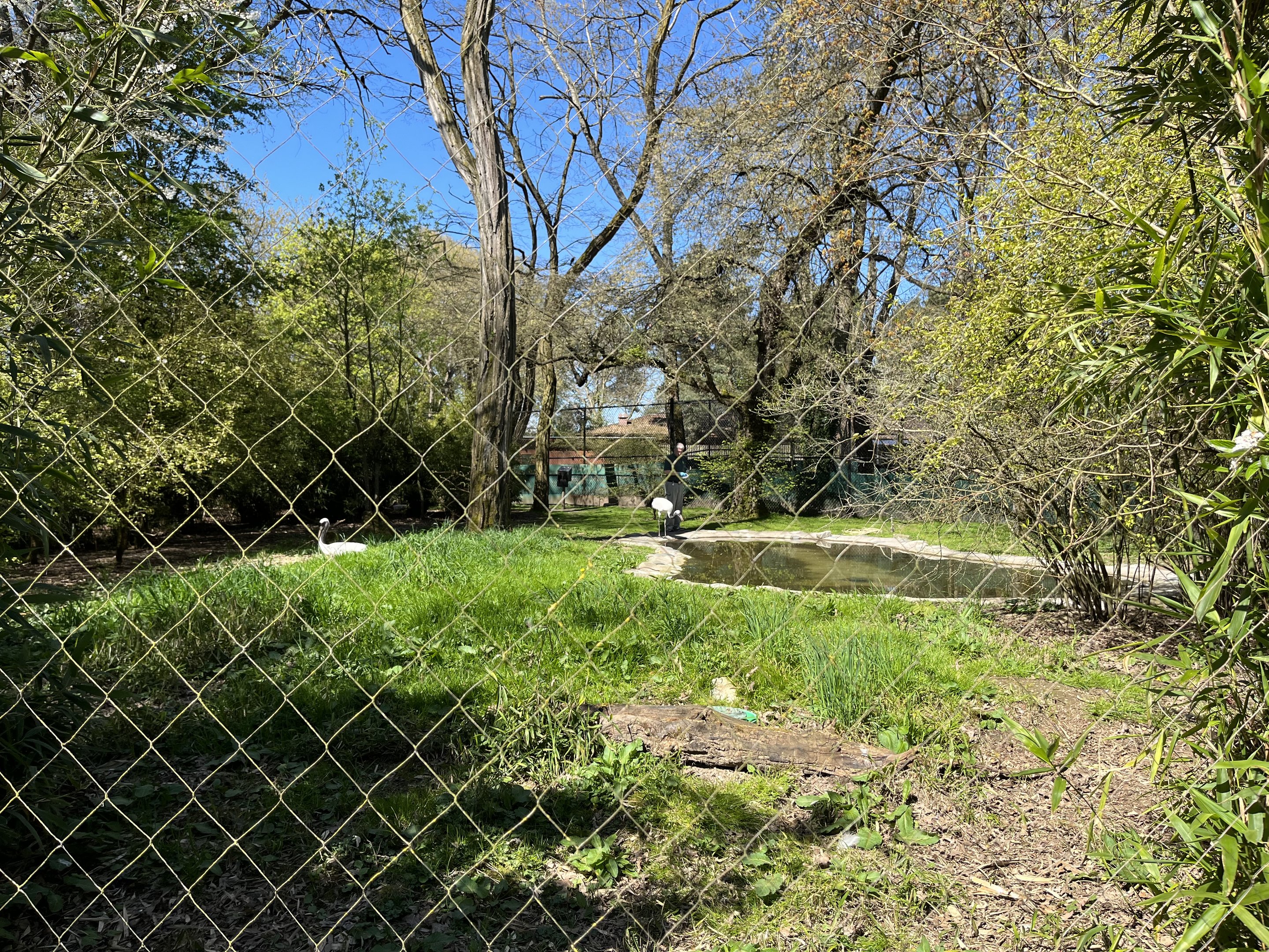 Red-crowned Crane Exhibit