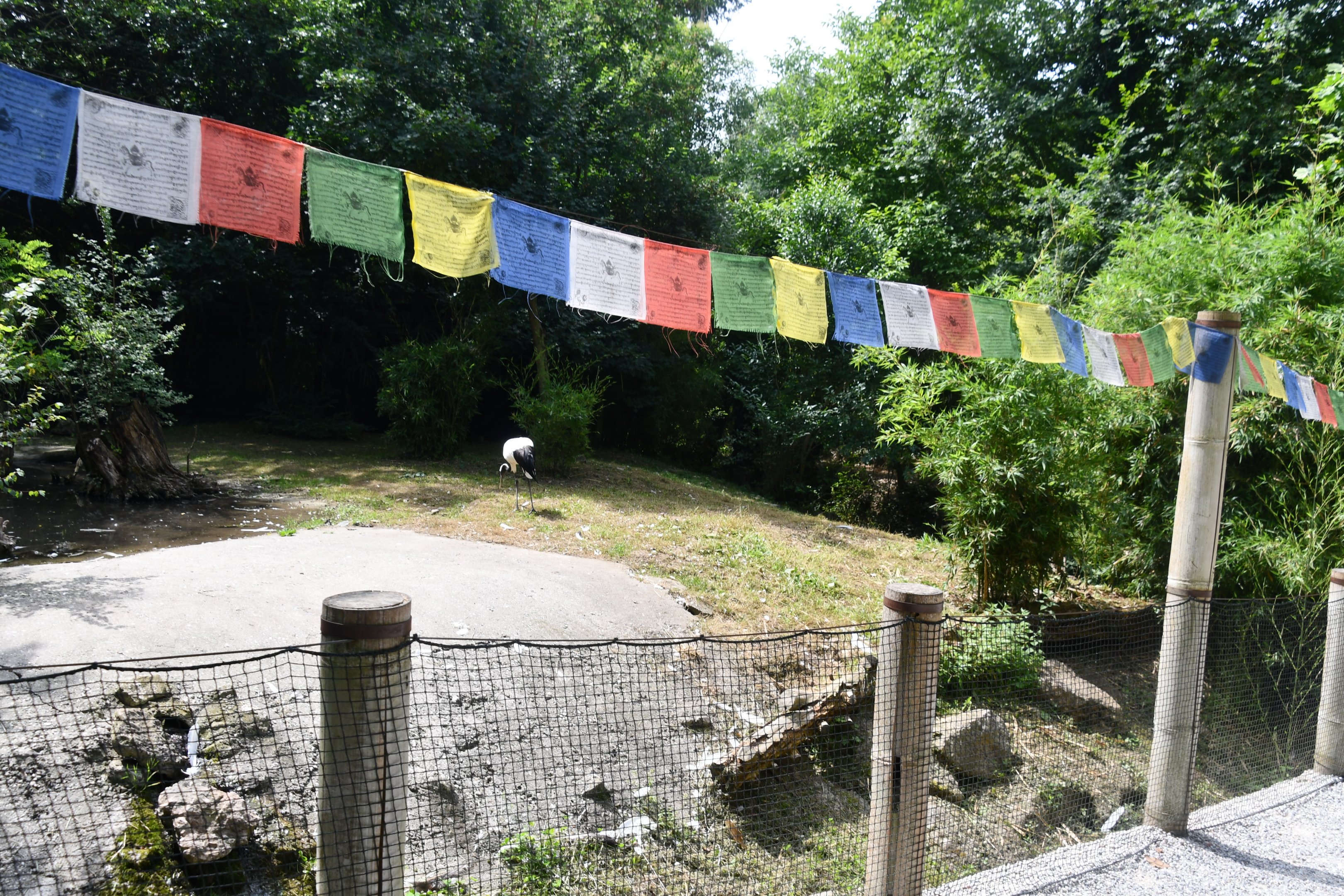 Red-crowned Crane exhibit