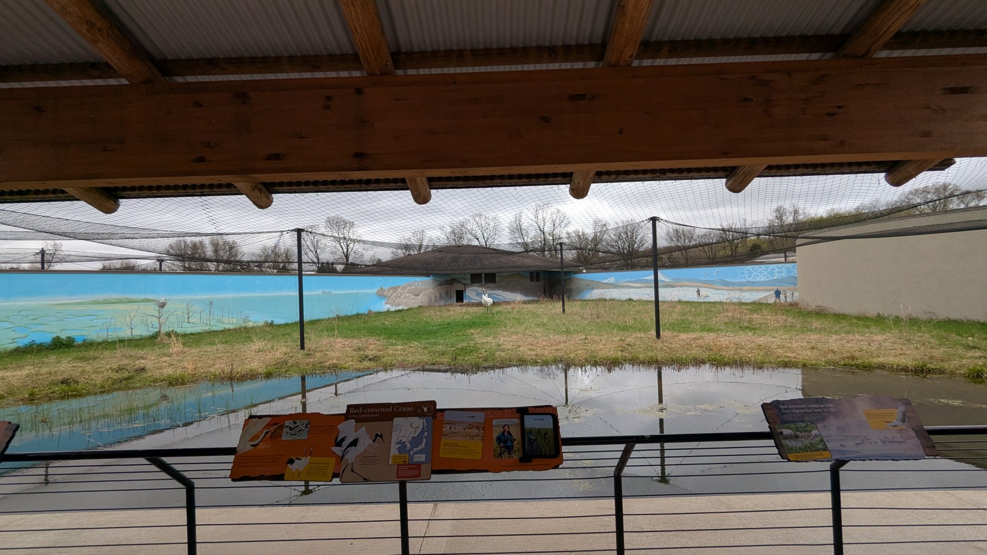 Red crowned crane exhibit