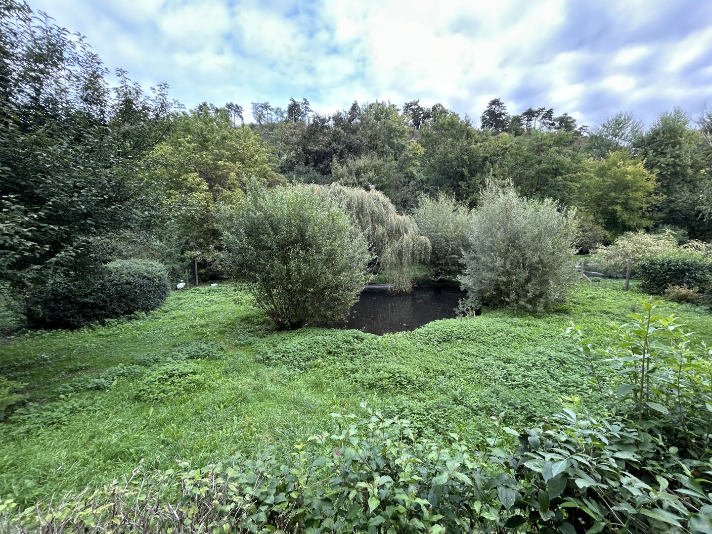 Red-crowned Crane Exhibit
