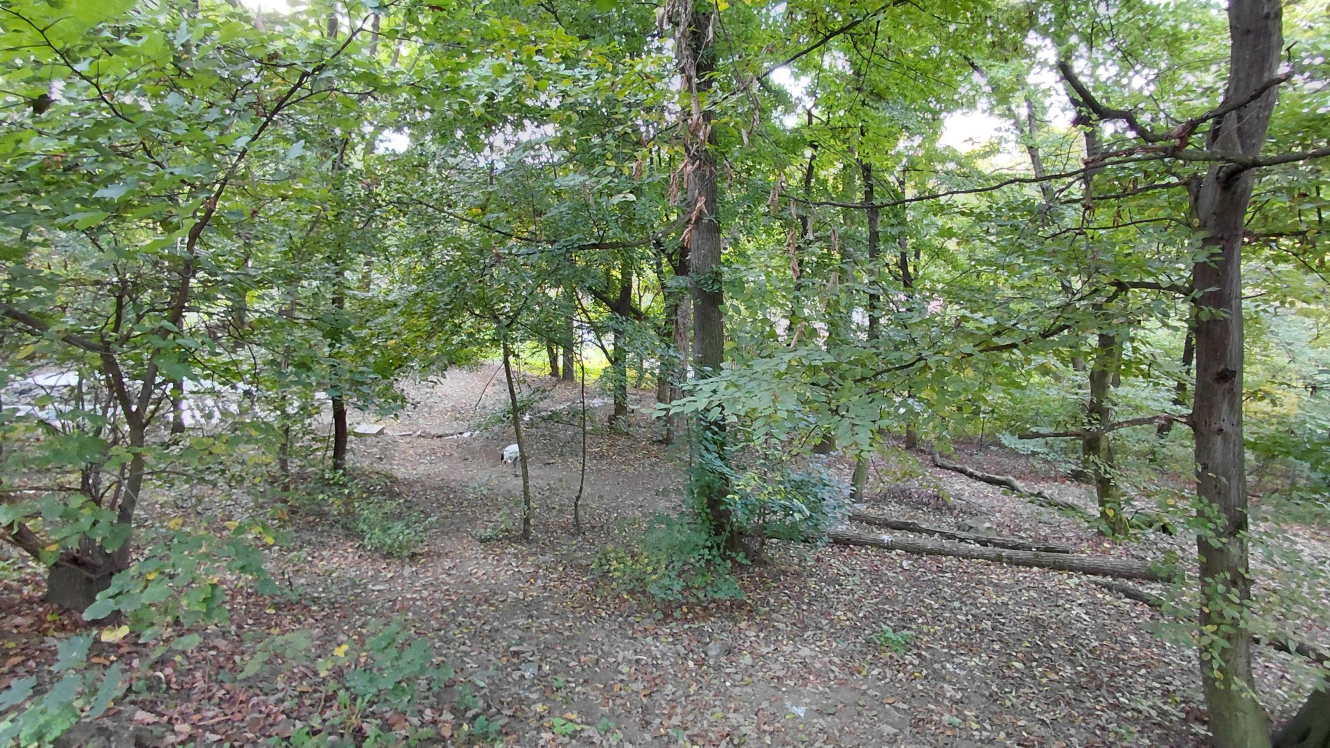 Red-crowned crane exhibit