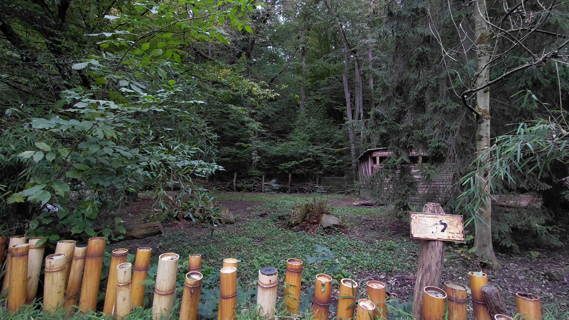 Red-crowned crane exhibit