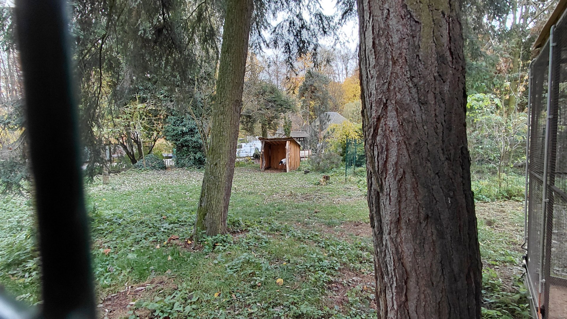 Red-crowned crane exhibit