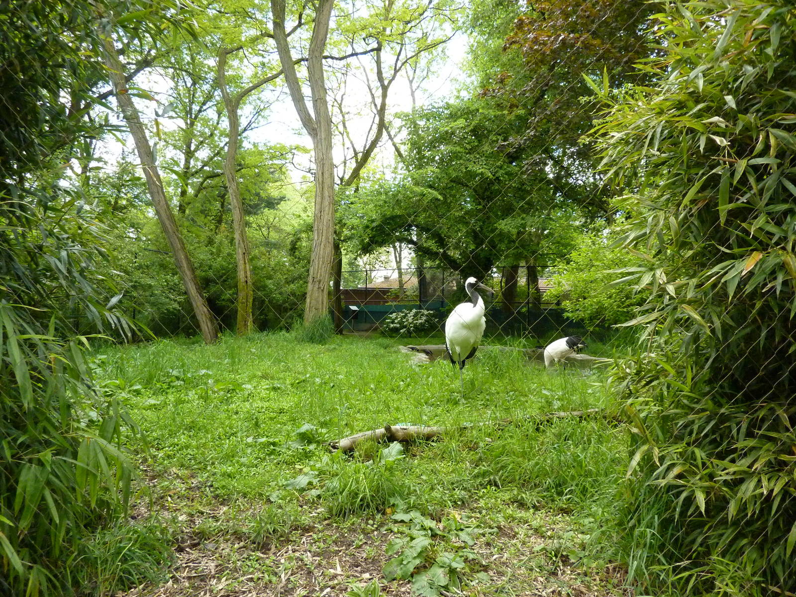 Red-Crowned Crane Exhibit