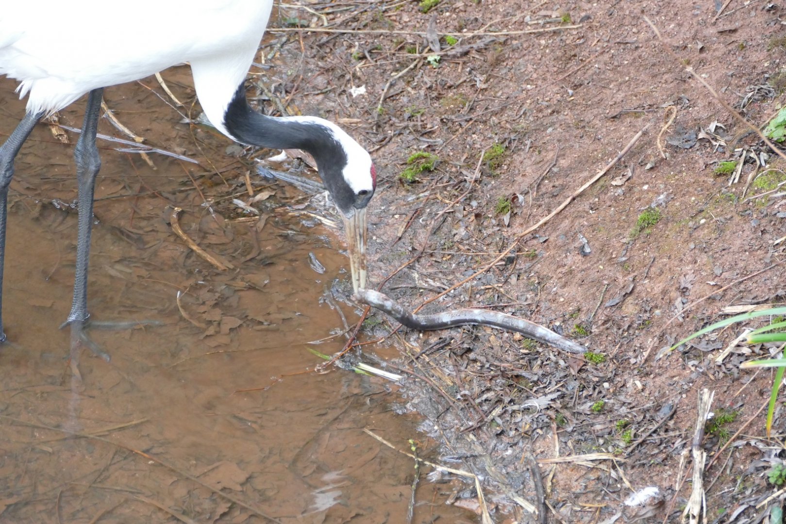 Red-crowned Crane, February 2019