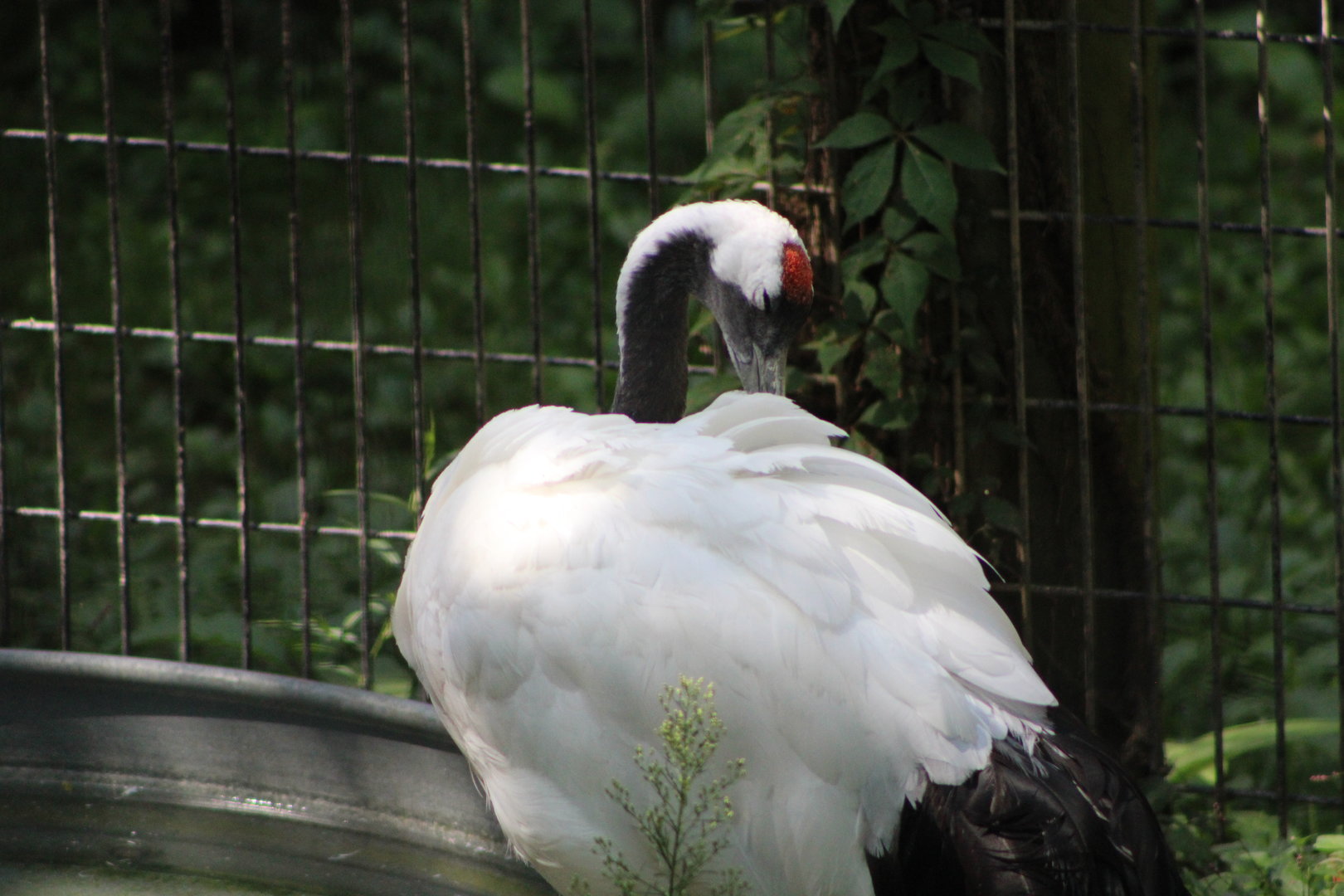 Red-Crowned Crane (Grus japoensis)