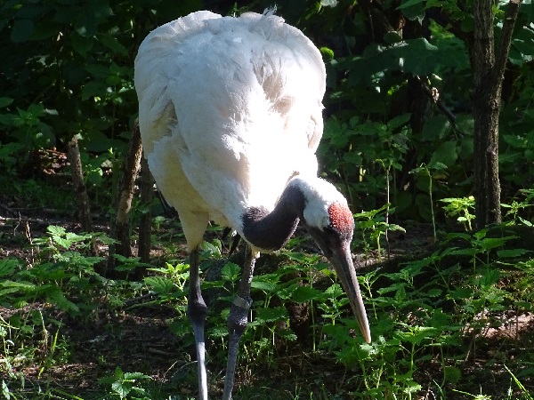 Red-crowned crane (Grus japonensis) (07/22)