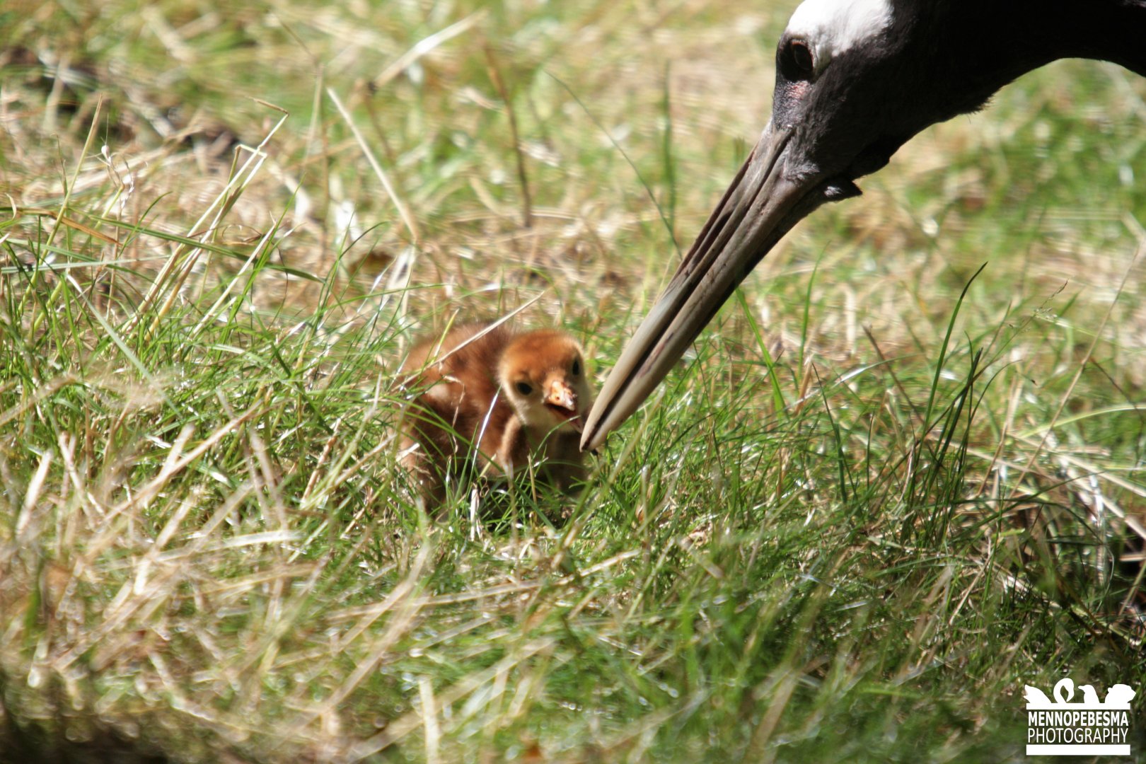 Red-crowned crane (Grus japonensis) (1-day-old chick)