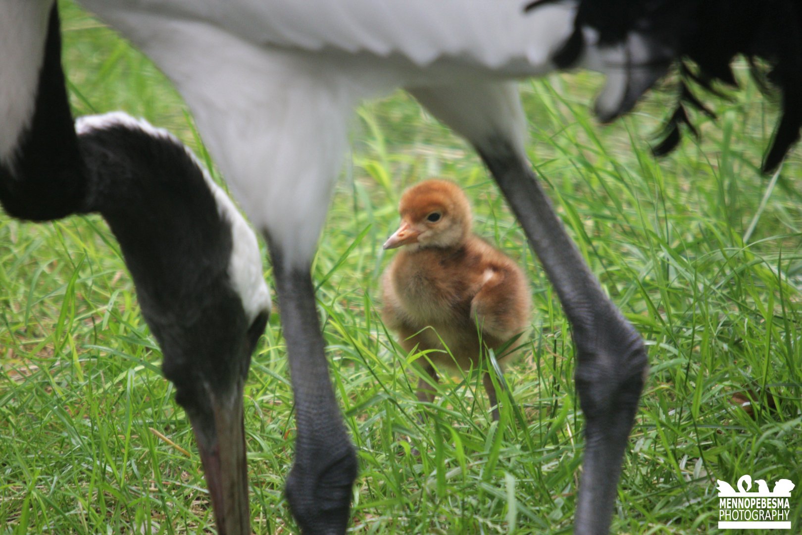 Red-crowned crane (Grus japonensis) (1-day-old chick)
