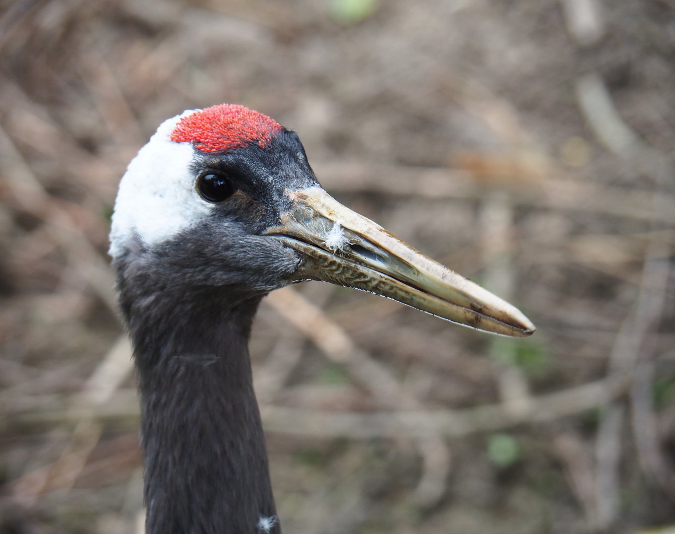 Red-crowned crane (Grus japonensis), 2019-05-25