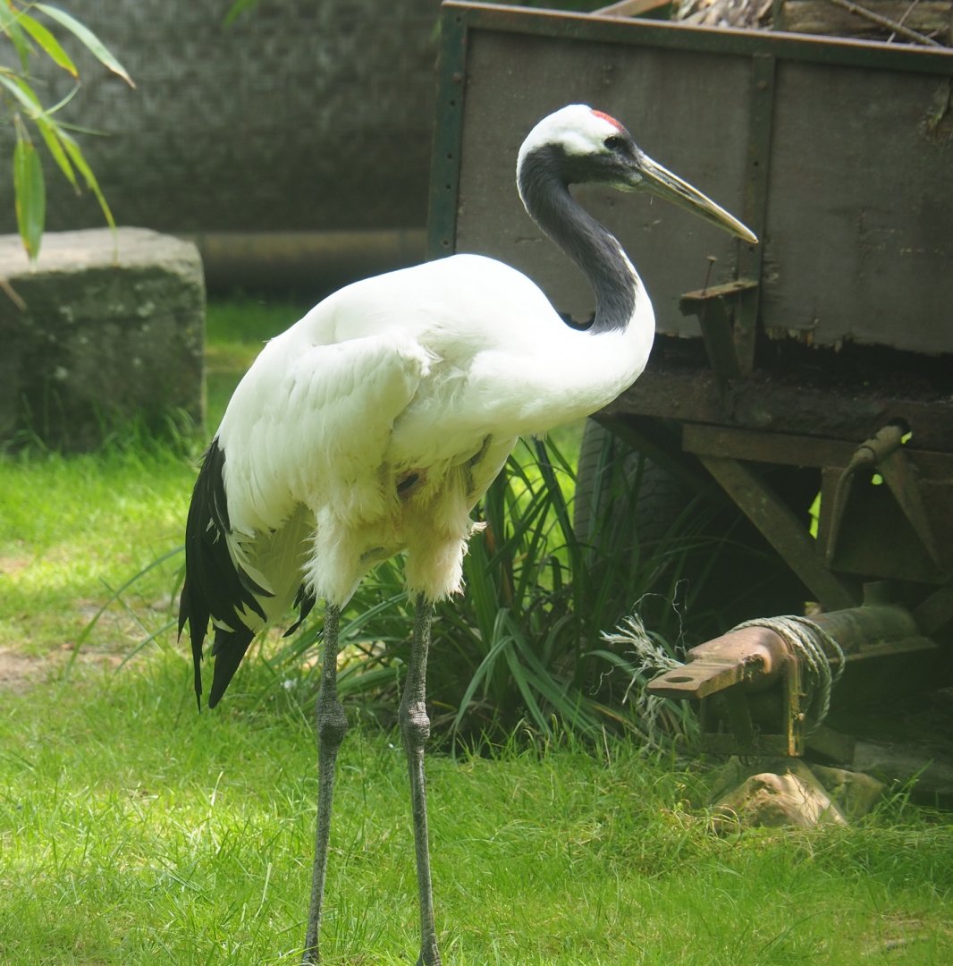 Red-crowned crane (Grus japonensis), 2019-06-26