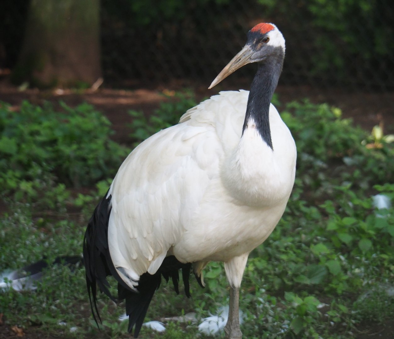 Red-crowned crane (Grus japonensis), 2019-08-04