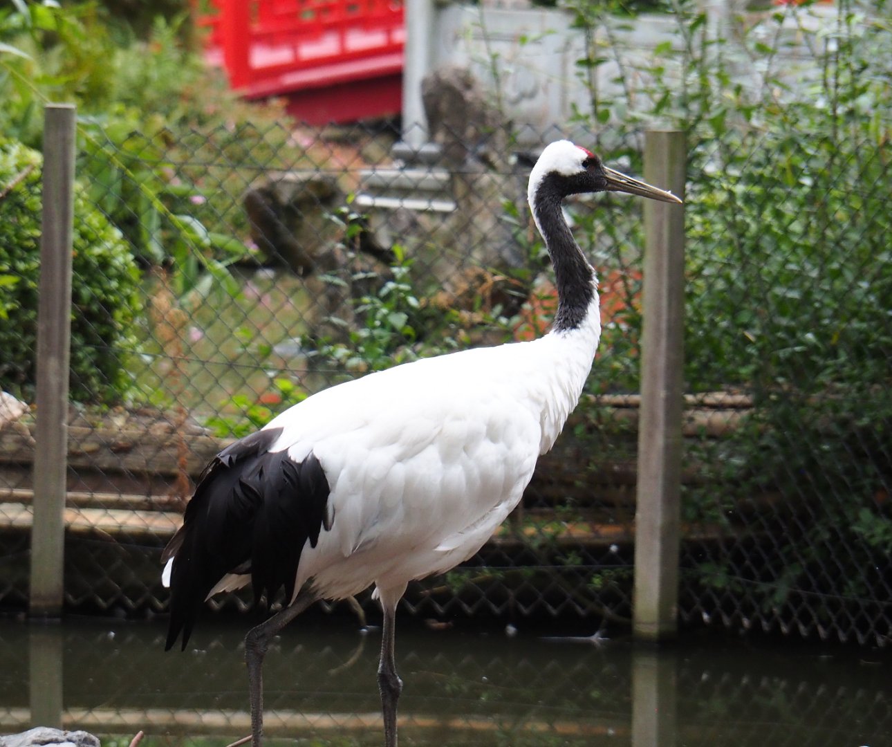 Red-crowned crane (Grus japonensis), 2020-09-03
