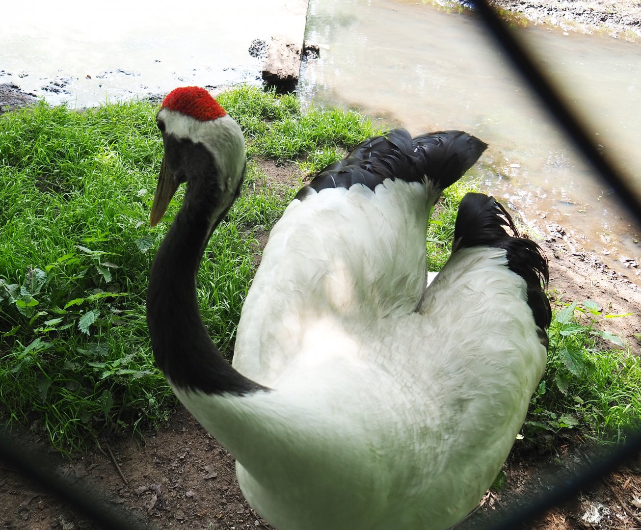 Red-crowned crane (Grus japonensis), 2021-06-15