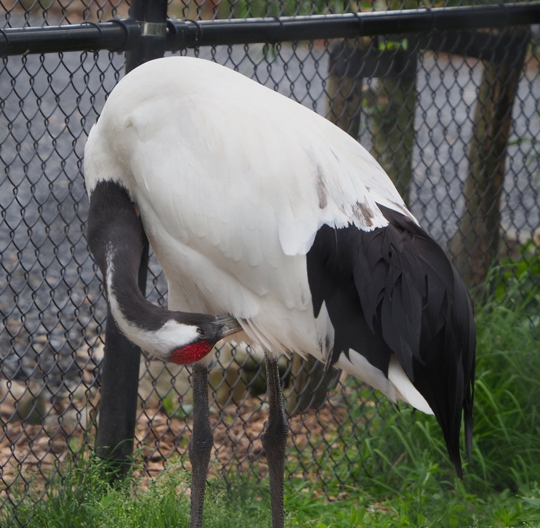 Red-crowned crane (Grus japonensis), 2022-05-17