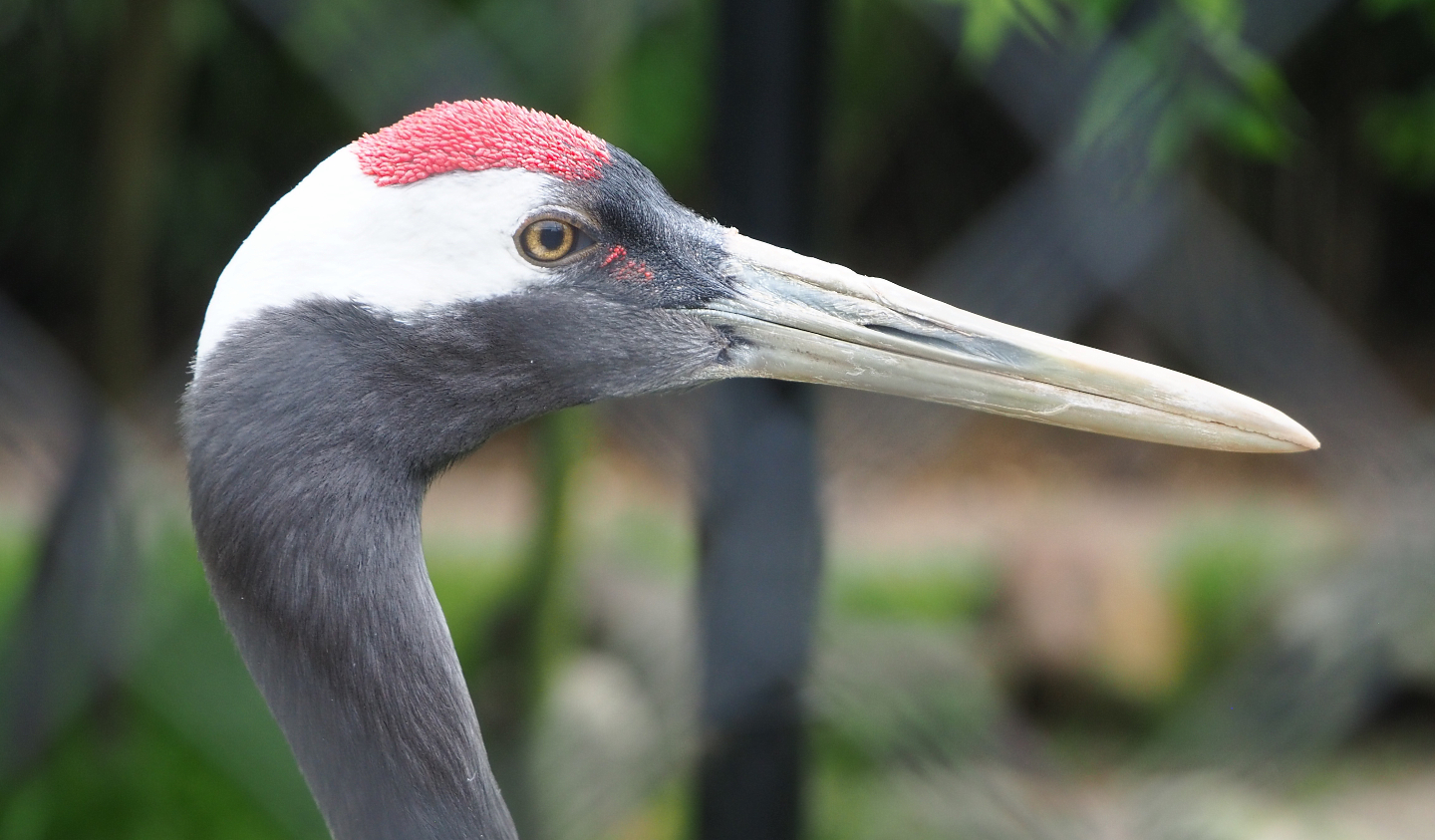 Red-crowned crane (Grus japonensis), 2022-05-17