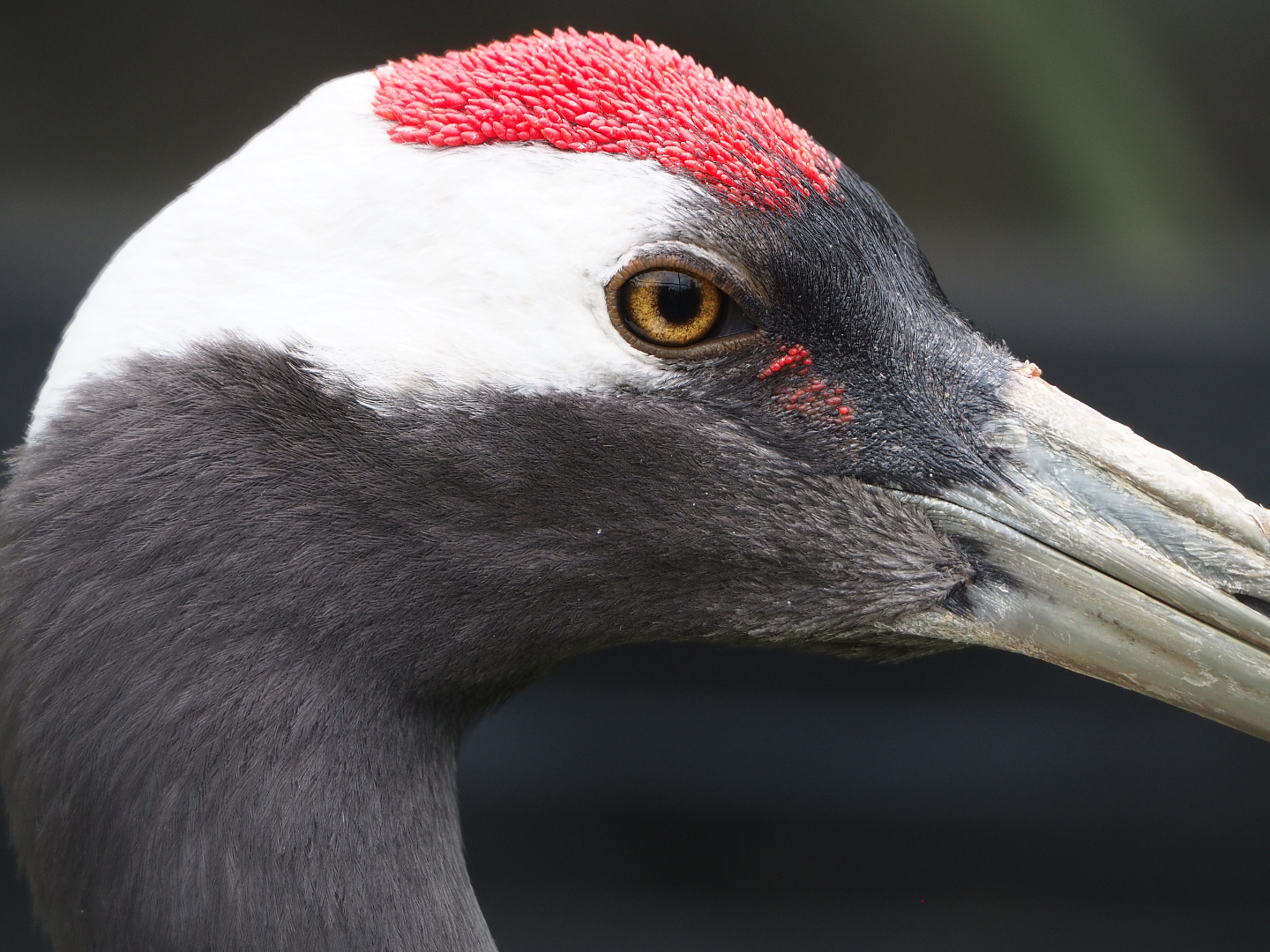 Red-crowned crane (Grus japonensis), 2022-05-17