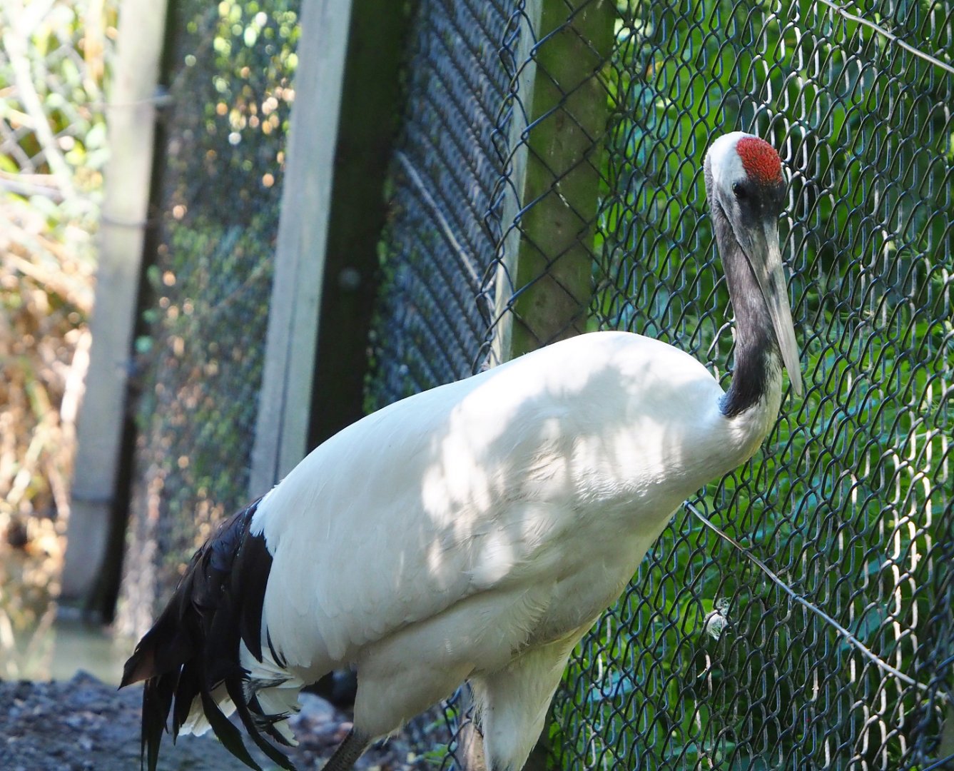 Red-crowned crane (Grus japonensis), 2022-06-28