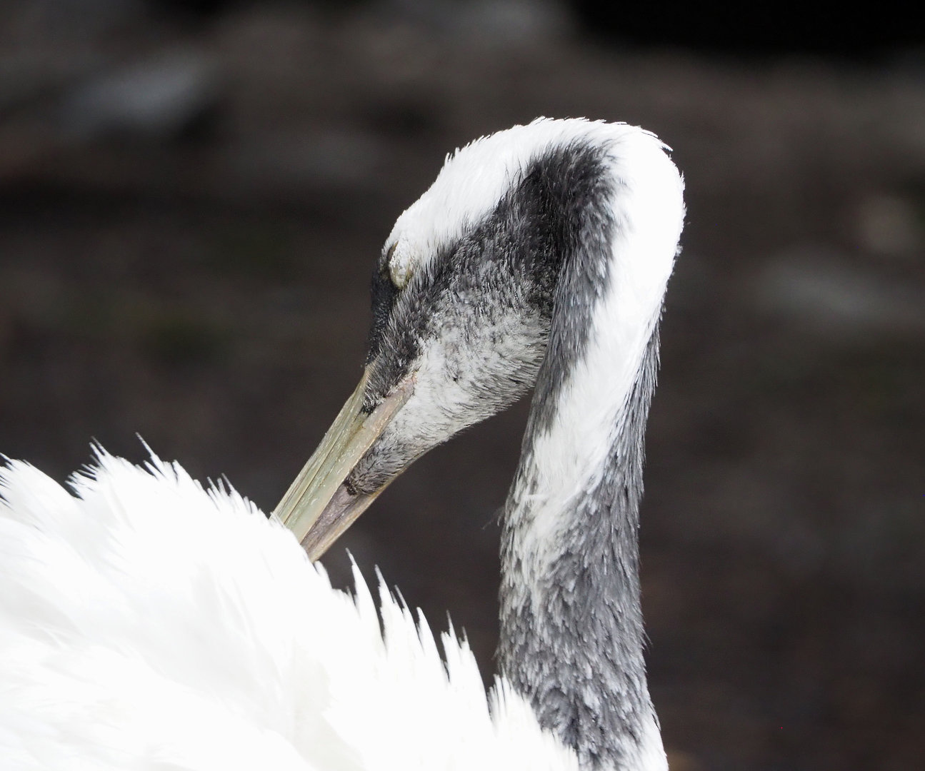 Red-crowned crane (Grus japonensis), 2022-09-14