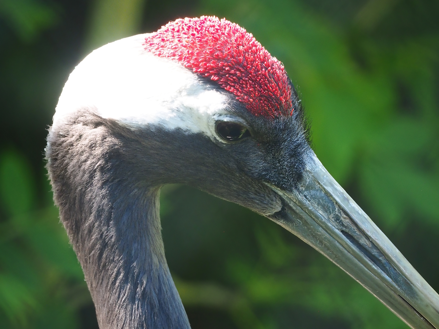 Red-crowned crane (Grus japonensis), 2023-05-31