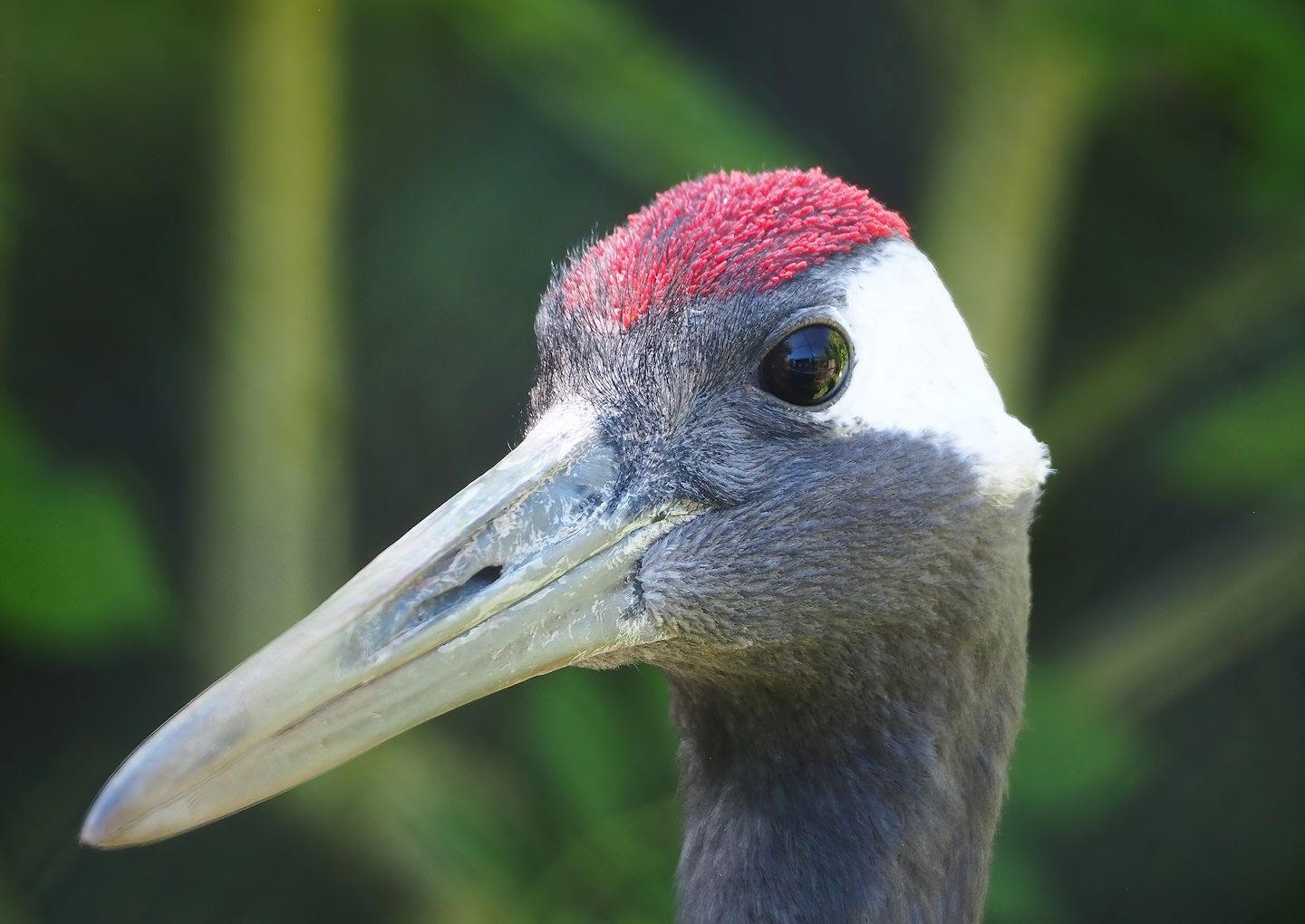 Red-crowned crane (Grus japonensis), 2023-05-31