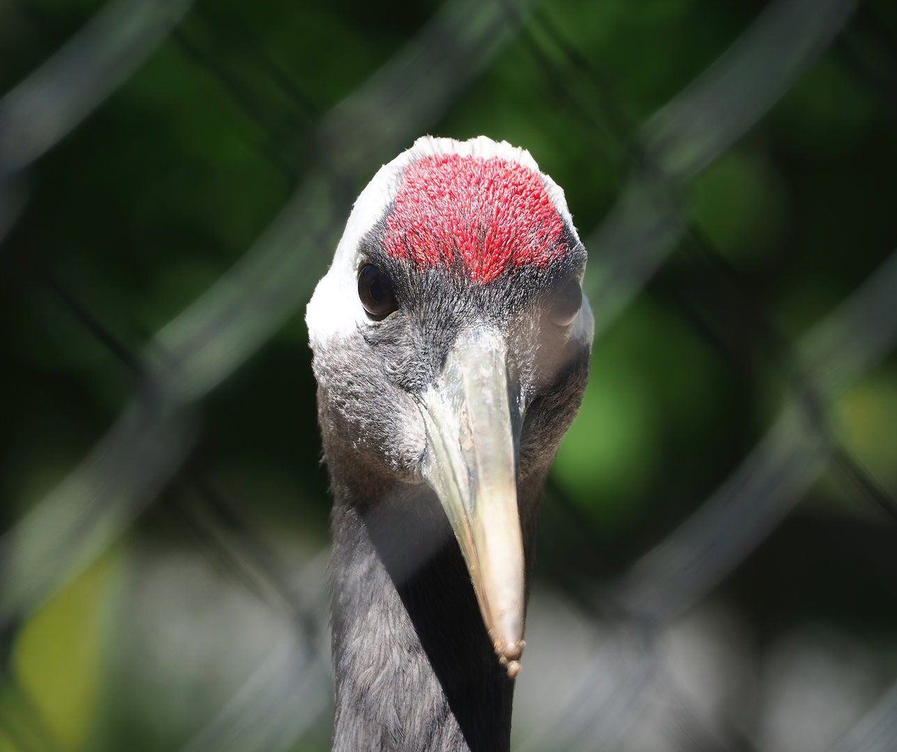 Red-crowned crane (Grus japonensis), 2023-05-31