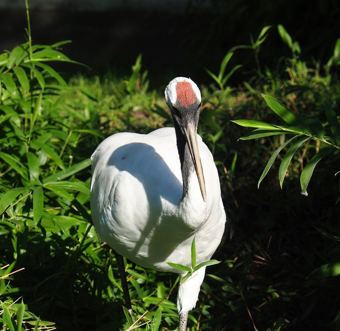Red-crowned crane (Grus japonensis), 2023-09-24