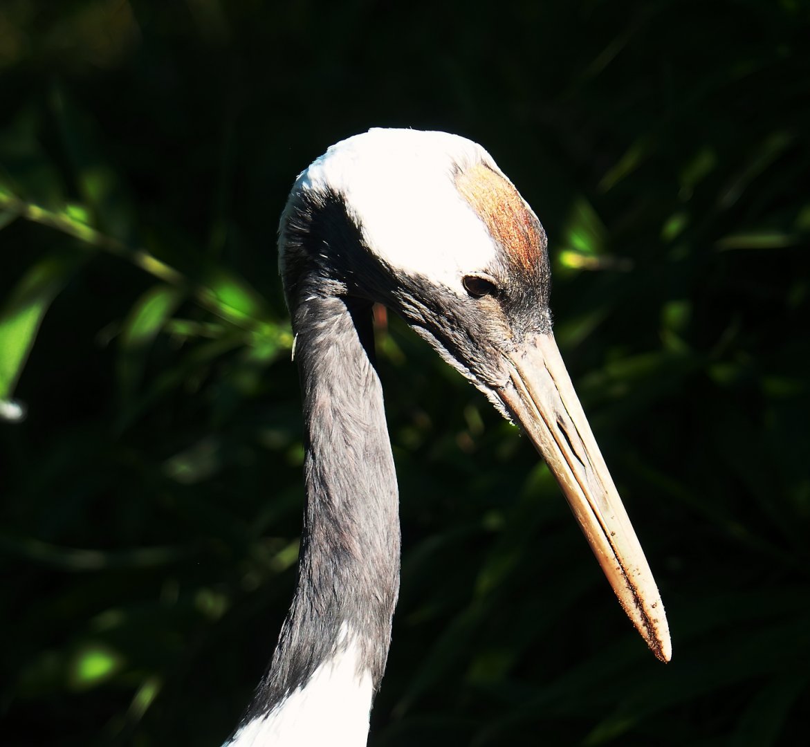 Red-crowned crane (Grus japonensis), 2023-09-24