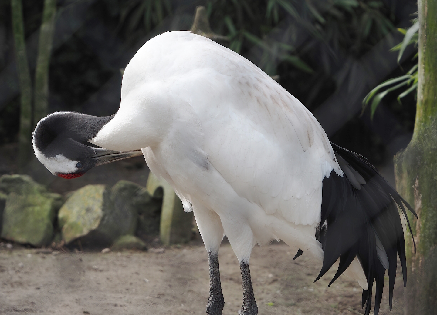 Red-crowned crane (Grus japonensis), 2024-04-14
