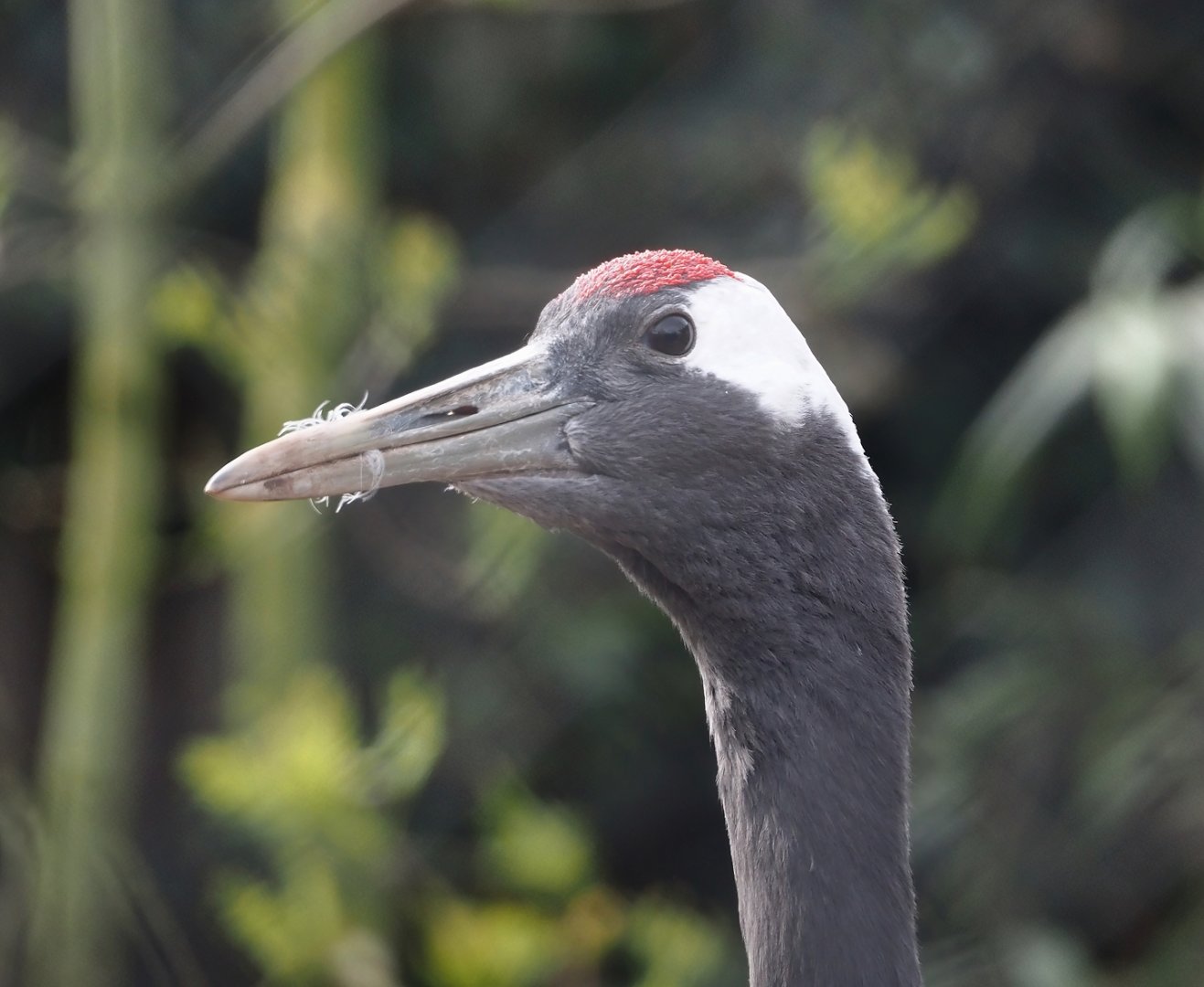 Red-crowned crane (Grus japonensis), 2024-04-14