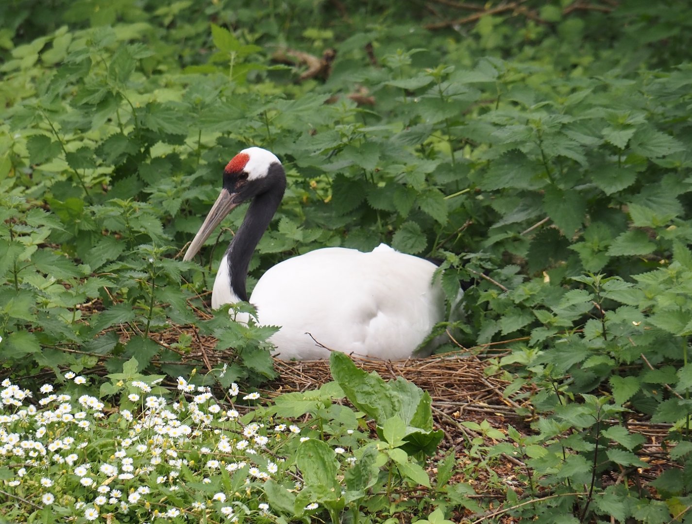 Red-crowned crane (Grus japonensis), 2024-05-21