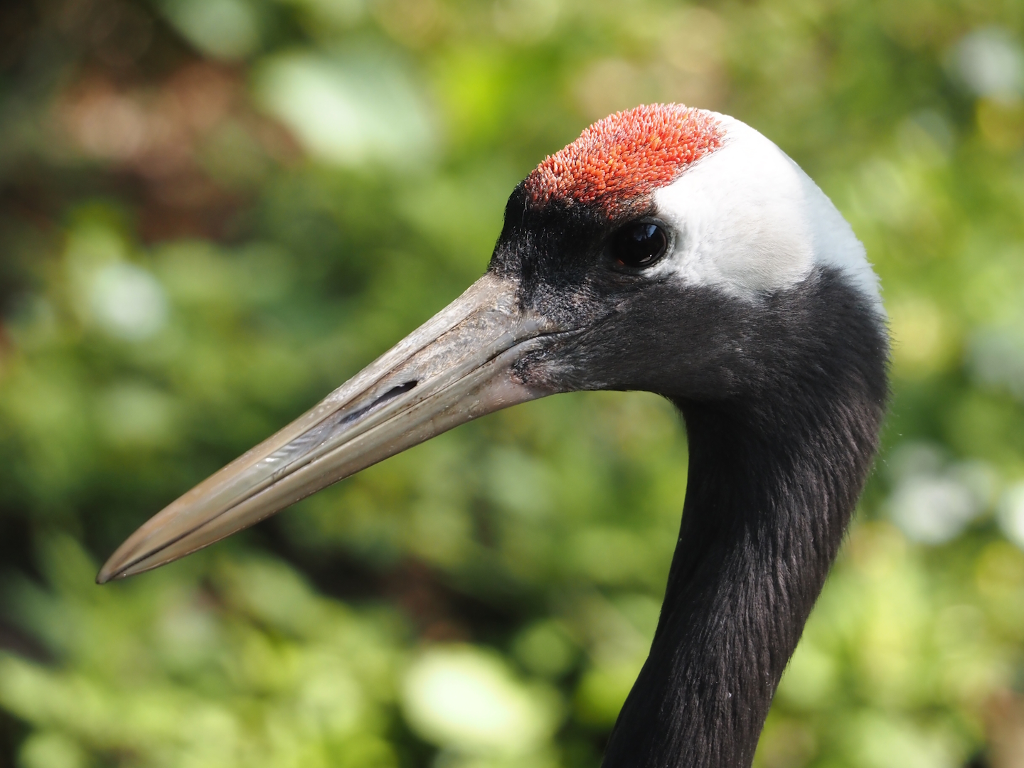 Red-crowned crane (Grus japonensis), 2024-05-24