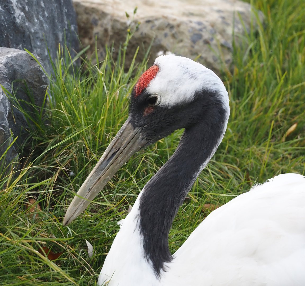 Red-crowned crane (Grus japonensis), 2024-09-17