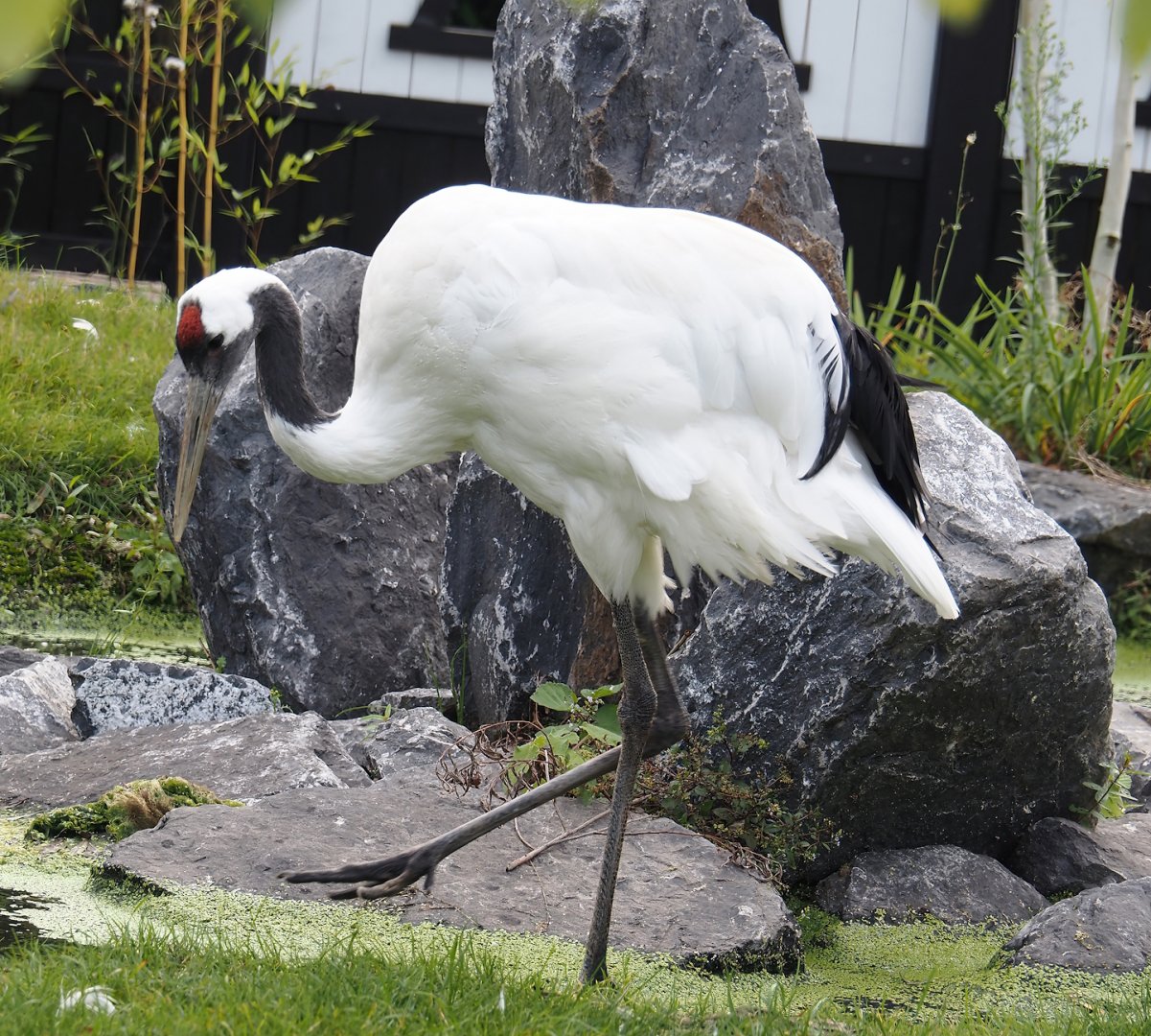Red-crowned crane (Grus japonensis), 2024-09-17