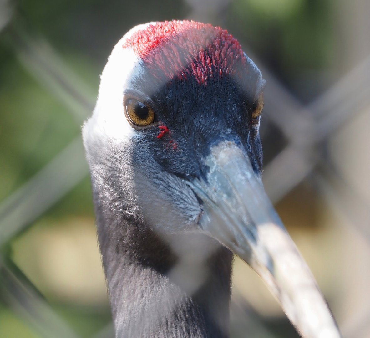 Red-crowned crane (Grus japonensis), 2025-04-12