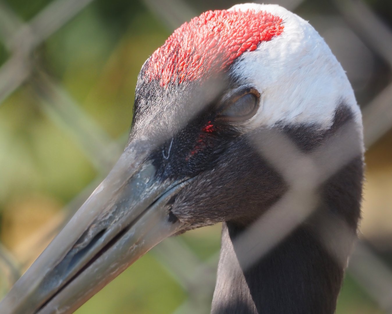 Red-crowned crane (Grus japonensis), 2025-04-12