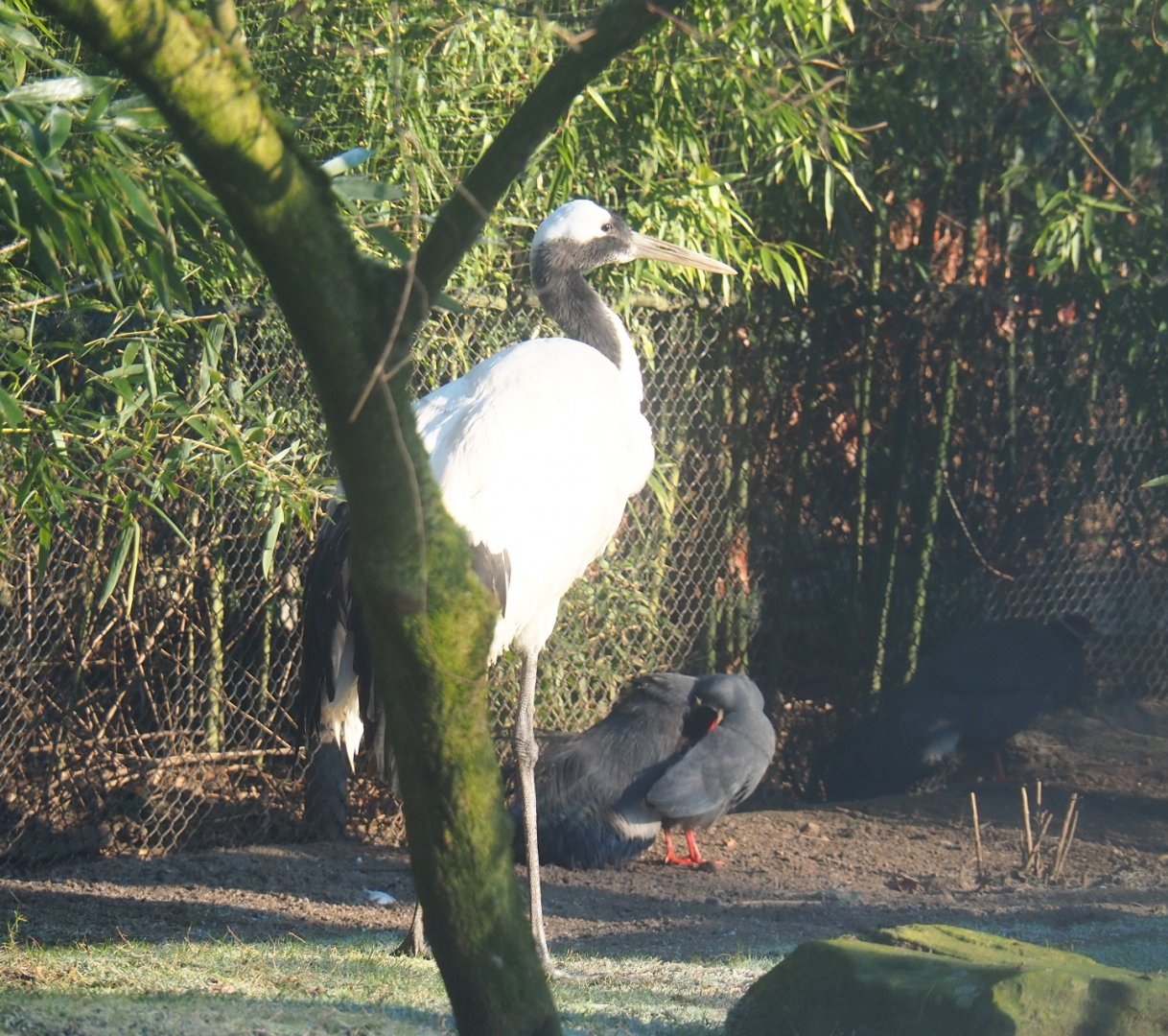 Red-crowned crane (Grus japonensis) and Blue eared pheasant (Crossoptilon auritum), Jan 20th, 2019
