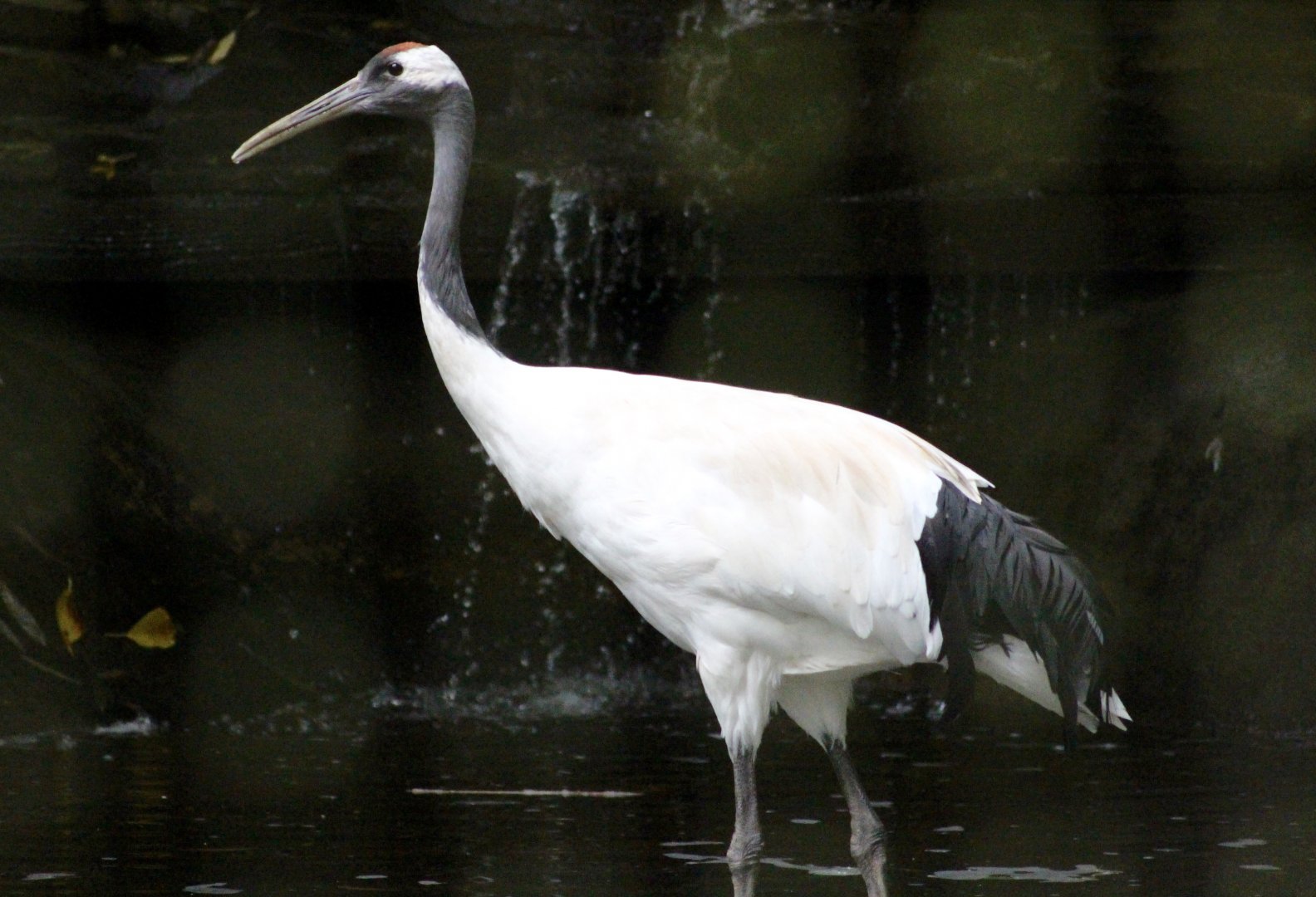 Red-crowned crane (Grus japonensis) at Tayto Park - 10/08/2021