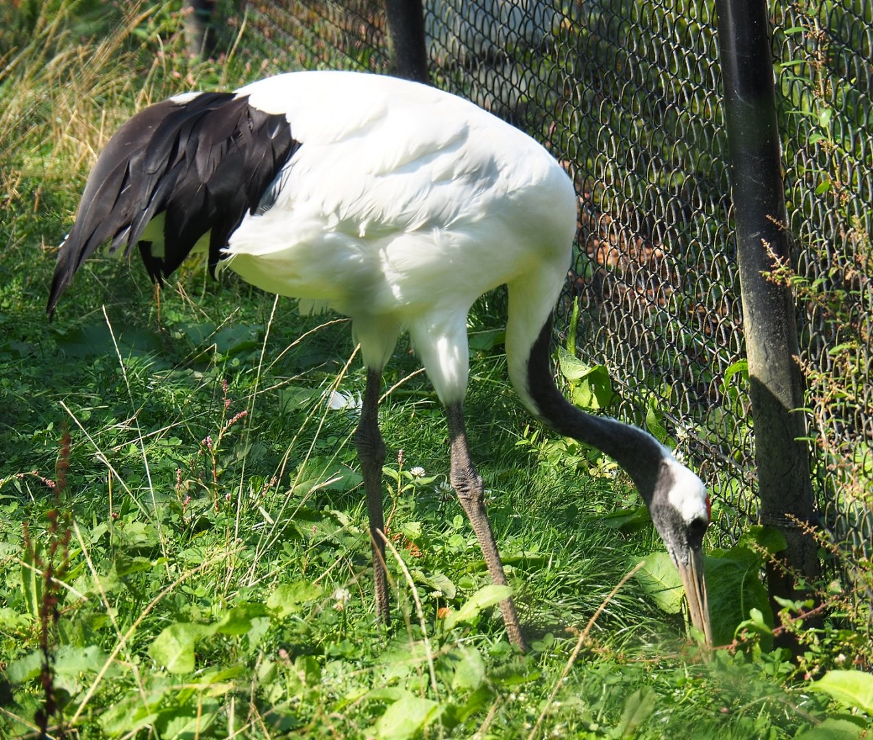 Red-crowned crane (Grus japonensis), Aug 28th, 2018